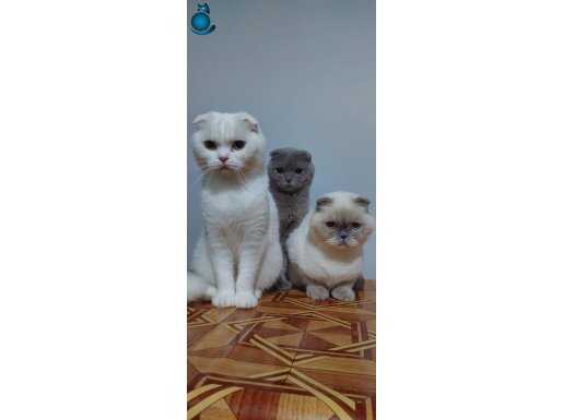 Safkan yetişkin kediler 2 ve 3 yaşında bilgiler acıklamada