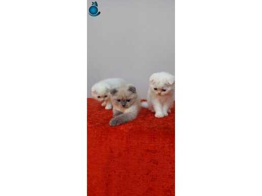 Safkan scottish fold yavruları 2 aylık 