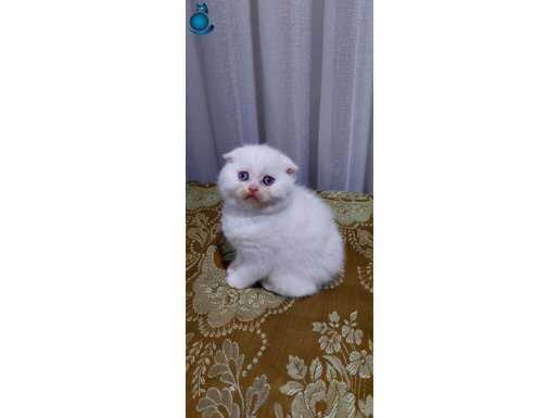 Safkan mavi gözlü scottish fold ERKEK yavru 2 aylık