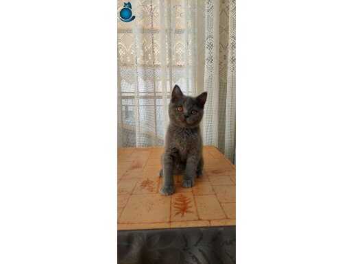 Safkan british shorthair yavru 4 aylık ERKEK