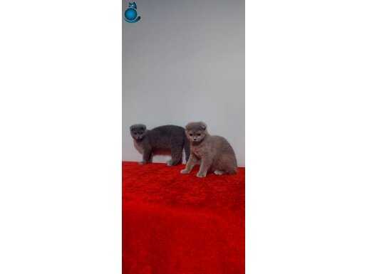 Safkan scottish fold yavruları 4 aylık DİŞİ