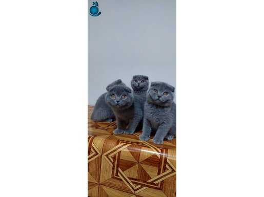 Safkan gri DİŞİ scottis fold yavruları 3 aylık 