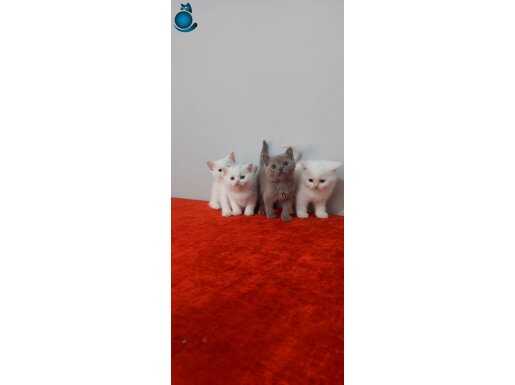 Safkan british shorthair yavruları 2 aylık