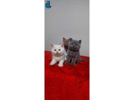 Safkan british shorthair yavruları