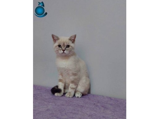 İstanbul Pendik'te Sosyal Karakterli Gümüşi British Shorthair Erkek Yavru