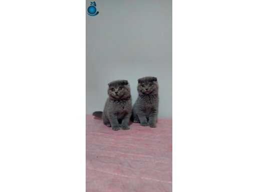 Safkan gri scottish fold yavrular 2 aylık ERKEK ve DİŞİ
