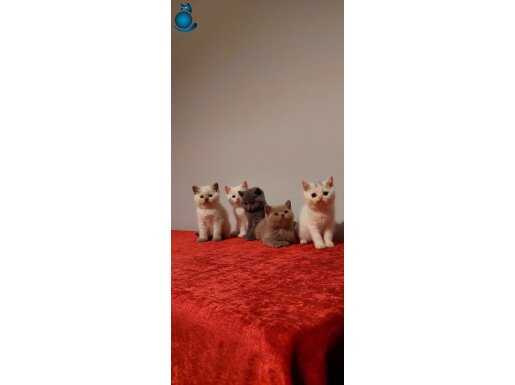 Safkan british shorthair yavruları
