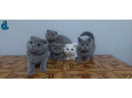Safkan scottis fold yavrular 2 aylık 