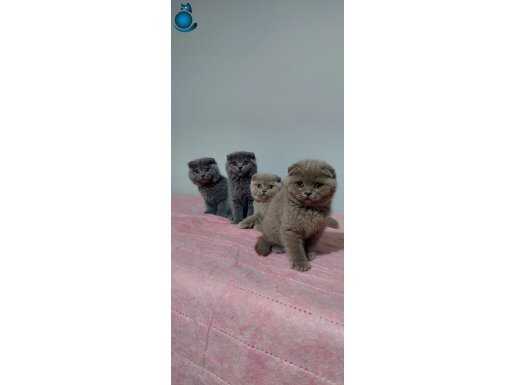 Safkan scottish fold yavrular 2 aylık