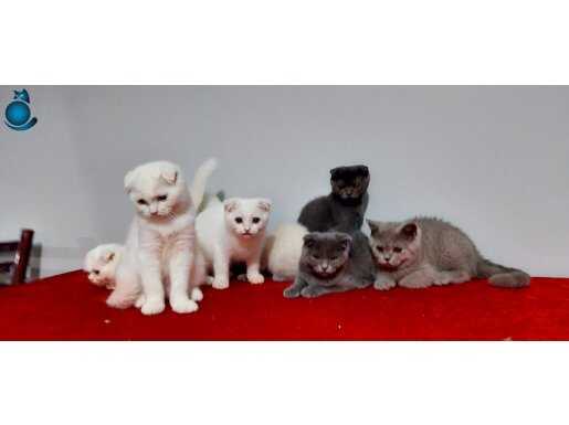 Safkan scottish fold yavruları 2 aylık 