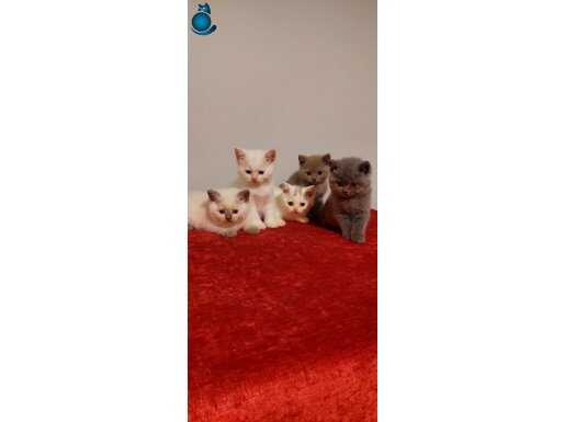 Safkan british shorthair ERKEK yavrular 