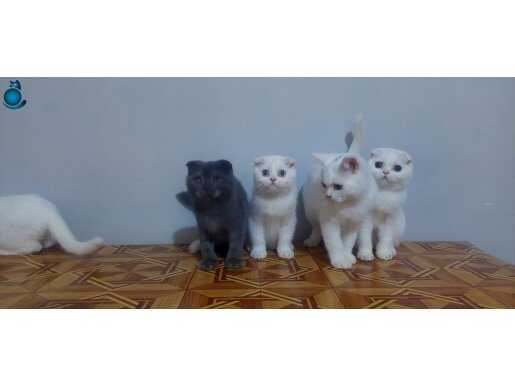 Safkan yavrular 2 aylık