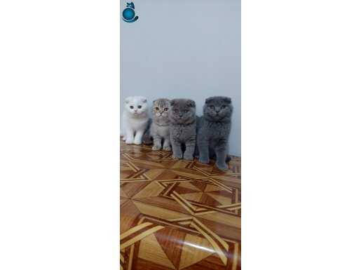 Safkan DİŞİ scottish fold yavrular
