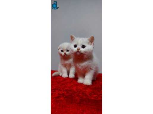 Safkan british shorthair ERKEK yavru