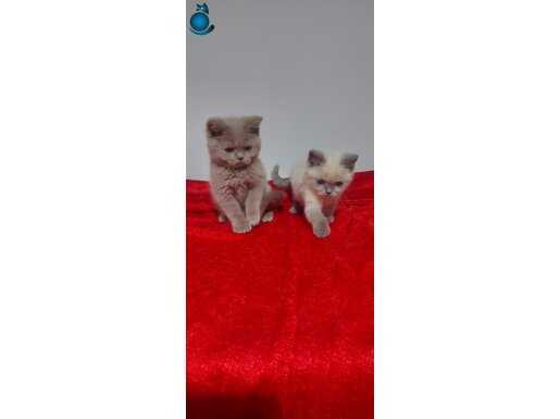 Safkan british shorthair ERKEK yavrular 2 aylık 