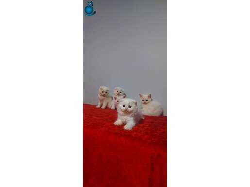 Safkan beyaz scottis fold yavruları 2 aylık