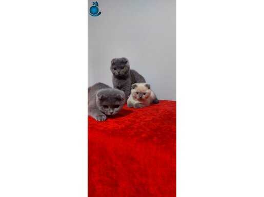 Safkan scottish fold yavruları 3 aylık 