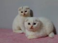 Safkan beyaz ERKEK scottish fold yavruları 2 aylık