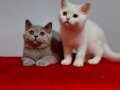 Safkan british shorthair yavruları 2 aylık 
