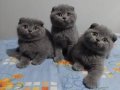 Safkan ERKEK Scottish Fold Yavruları