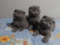 Safkan ERKEK Scottish Fold Yavruları