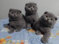 Safkan ERKEK Scottish Fold Yavruları