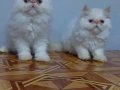Safkan iran persiyan yavrular