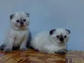 Mavi gözlü safkan DİŞİ scottis fold yavruları 