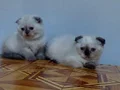 Mavi gözlü safkan DİŞİ scottis fold yavruları 