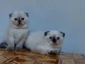 Mavi gözlü safkan DİŞİ scottis fold yavruları 