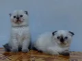 Mavi gözlü safkan DİŞİ scottis fold yavruları 