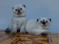 Mavi gözlü safkan DİŞİ scottis fold yavruları 