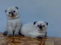 Mavi gözlü safkan DİŞİ scottis fold yavruları 