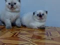 Mavi gözlü safkan DİŞİ scottis fold yavruları 