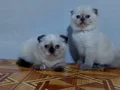 Mavi gözlü safkan DİŞİ scottis fold yavruları 