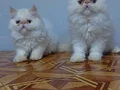 Safkan mavi gözlü iran kedisi yavruları 3 aylık