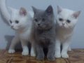 Safkan british shorthair yavruları 2 aylık