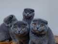 Safkan gri DİŞİ scottish fold yavruları 2 aylık