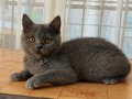 Safkan erkek british shorthair yavru 2 aylık