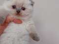 Safkan scottish fold yavruları