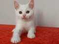 Safkan beyaz british shorthair ERKEK yavru