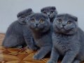 Safkan scottish fold yavruları 2 aylık