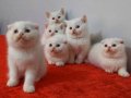 Safkan beyaz yavrular 2 aylık