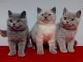 Safkan DİŞİ british shorthair yavrular 2 aylık