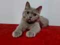 Safkan british shorthair ERKEK yavru 4 aylık