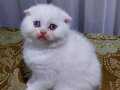 Safkan mavi gözlü scottish fold ERKEK yavru 2 aylık