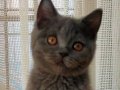 Safkan british shorthair yavru 4 aylık ERKEK
