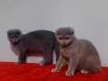 Safkan scottish fold yavruları 4 aylık DİŞİ