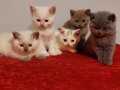 Safkan british shorthair ERKEK yavrular 