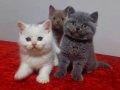 Safkan british shorthair yavruları 2 aylık
